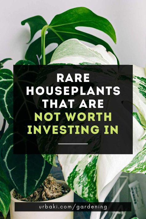 Exotic Plants Indoor, Exotic House Plants, Strange Plants, Snake Plant Care, Air Purifying House Plants, Live House Plants, Air Plants Care, Beyond Imagination, Trendy Plants