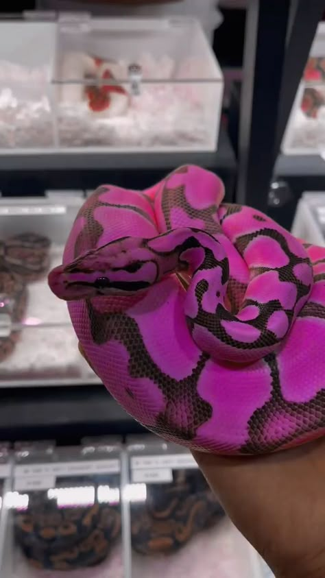 Purple Ball Python, Pretty Snakes Beautiful, Snake Colors, Dangerously Yours, Snake Video, Colorful Snake, Baby Snakes, Cool Snakes, Rainbow Snake