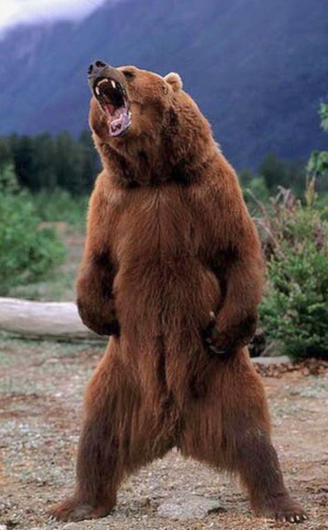 Kodiak bear (Ursus arctos middendorffi)  threat display. Standing fully upright, a large male could reach a height of 3 m (10 ft). The Kodiak is a subspecies of brown bear that lives exclusively in Alaska on islands in the Kodiak Archipelago: Kodiak, Afongnak and Shuak. They’ve been isolated from other bears for about 12,000 years. Brown Bear