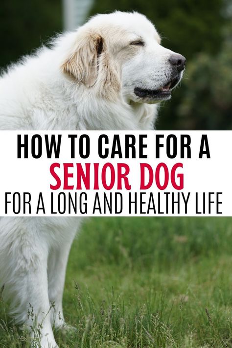 Ensure a happy and healthy life for your senior dog with these expert tips. Explore ways to support their mobility, manage age-related conditions, and create a comfortable environment tailored to their specific needs. Golden Retriever Care, Senior Dog Care, Senior Dogs Care, Dog Minding, Elderly Dogs, Cozy Beds, Dog Health Tips, Dog Ages, Purina Pro Plan