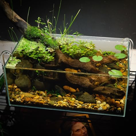 Vivarium Ideas, Underwater Garden, Biotope Aquarium, Fish Aquarium Decorations, Fish Tank Themes, Amazing Aquariums, Goldfish Tank, Fish Tank Terrarium, Cool Fish Tanks