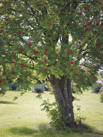 How to identify trees: Berrying and hedgerow trees | Gardens Illustrated How To Identify Trees, Wizard Books, Identify Trees, Tree Tapping, Trees Architecture, Sorbus Aucuparia, Gardens Illustrated, Fallen Petals, Poems Book