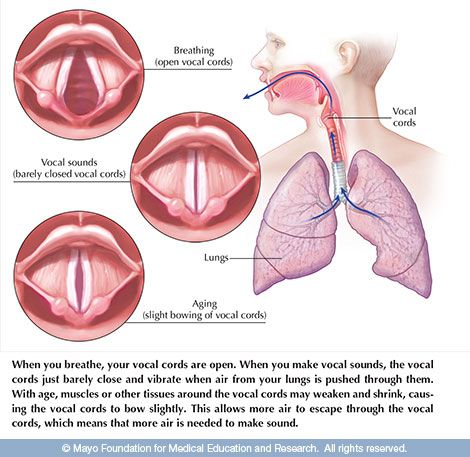 Vocal Chords Anatomy, Speech Anatomy, Voice Disorders, Pathology Study, Vocal Cord Dysfunction, Voice Therapy, Vocal Chords, Human Body Organs, Vocal Lessons