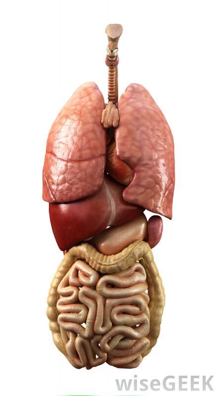 Human internal organs, including the spleen, which is located to the right of the stomach. Intestines Anatomy, Lung Anatomy, Human Digestive System, Human Body Organs, Human Organ, Human Body Anatomy, Human Body Parts, Muscle Anatomy, Human Anatomy Art