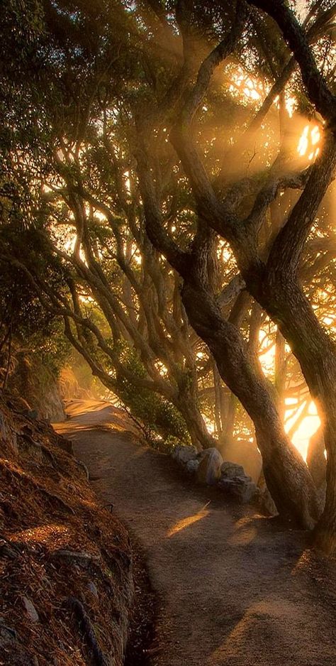 Mount Maunganui base track, Bay of Plenty, New Zealand Path Landscape, Landscape Clouds, Mount Maunganui, Pretty Landscapes, Alam Yang Indah, Nature Aesthetic, Pretty Places, The Trail, Fantasy Landscape