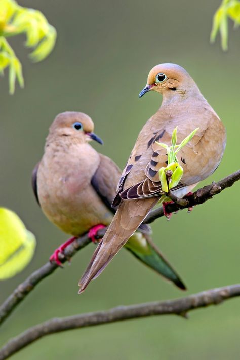 13 Fascinating Mourning Dove Facts | Birds & Blooms Face Painting Reference, Backyard Birds Watching, Dove Pigeon, Turtle Doves, Bird Quotes, Dove Bird, Free As A Bird, Spring Birds, Painting Reference