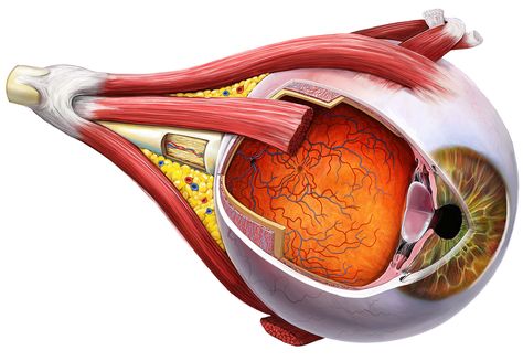 Anatomy Of Eye, Eyeball Anatomy, Eyes Anatomy, Eye Muscles, Taco Bell Mexican Pizza, Eye Anatomy, Make Ahead Salads, Chocolate Poke Cake, Hot Pepper Jelly