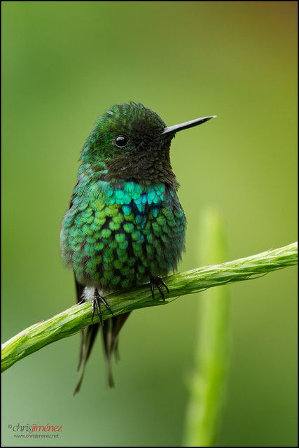 Green Thorntail Hummingbird Pictures, Airbrush Art, All Birds, Exotic Birds, Pretty Birds, Bird Photo, Colorful Birds, Little Birds, Small Birds