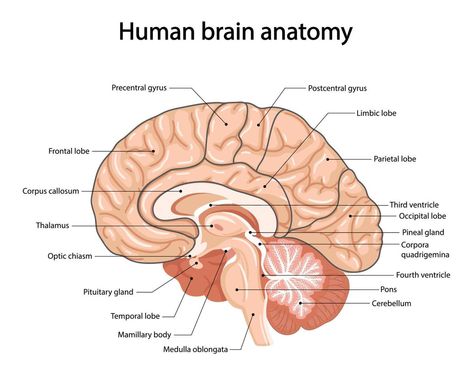 Structure Of Human Brain, Human Bone Anatomy, Human Brain Drawing, Neuron Diagram, Human Brain Diagram, Anatomy Of The Brain, Anatomy Teacher, Medical Learning, Brain Study