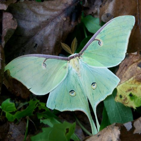 Luna moth. On forest floor , #AD, #moth, #Luna, #floor, #forest #ad Moth Luna, Insect Life Cycle, Luna Moths, Lunar Moth, Sweet Gum, Moon Moth, Moth Caterpillar, Beautiful Bugs, Forest Creatures