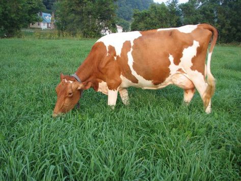 Guernsey - Milk breed Cows Pictures, Milking Cows, Guernsey Cow, Breeds Of Cows, Coast Of France, Longhorn Cow, Tiny Island, Dairy Cattle, Cattle Breeds