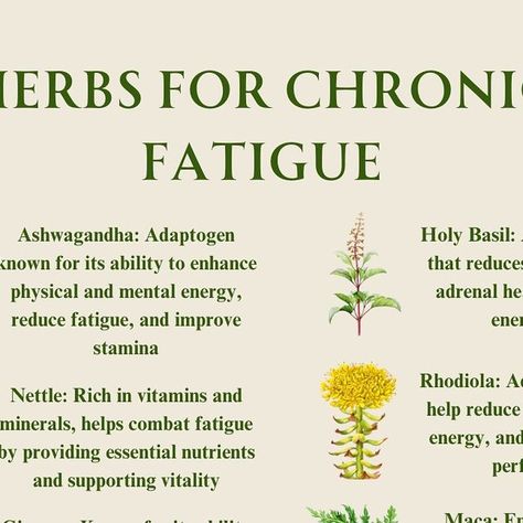 Holistic Health & Wellness on Instagram: "Discover nature’s energy boosters! These powerful herbs are your natural energy allies! From ginseng to ashwagandha, discover nature’s secrets to combating chronic fatigue and boosting vitality. Ready to reclaim your energy levels? 🌿  Disclaimer: Individuals with hypertension should avoid licorice root. This content is for educational purposes only and should not be considered medical advice.   #herbs #herb #holistichealth #holistichealths #herbalism #herbalremedies #naturalmedicine #herbalmedicine #chronicfatigue" Herbs For Cholesterol, Herb Facts, Natural Medicine Recipes, Natural Energy Booster, Medicine Recipes, Herbal Education, Detox Waters, Herbal Medicine Recipes, Healthy Juice Drinks