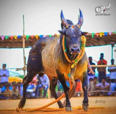 Jallikattu Images Hd Wallpaper, Jallikattu Png, Jallikattu Bull Images, Jallikattu Photos, Kangayam Bull Images, Jallikattu Kaalai Hd Images, Kangayam Bull, Jallikattu Images, Indian Bull Images