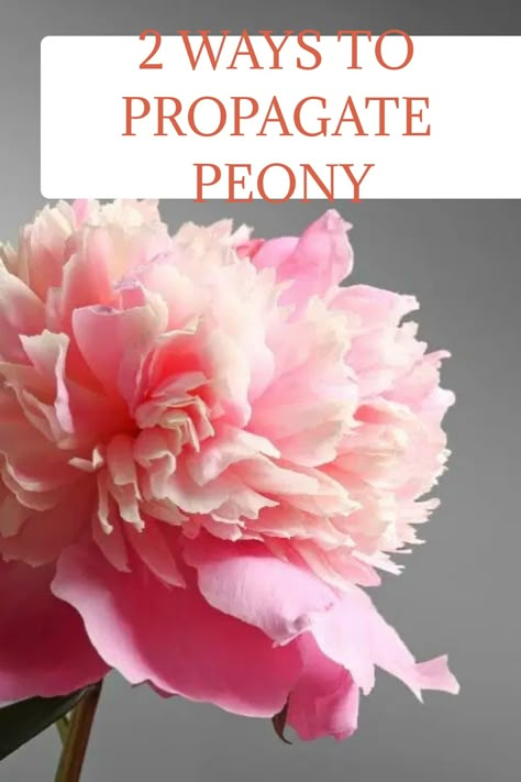 Peony Seed Pods, How To Propagate Peonies, Peony Flower Garden, Peony Care, Peony Colors, Peony Root, Planting Peonies, Growing Peonies, Growing Gardens