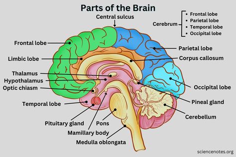 Brain And Its Parts, Brain Functions Diagram, Parts Of The Brain And Its Function, Part Of The Brain, Brain Labelled Diagram, Labelled Diagram Of Brain, Biology Diagrams Anatomy And Physiology, Parts Of Brain And Function, Brain Science Project