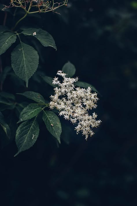 Homemade Elderflower Syrup - Our Food Stories Elderberry Aesthetic, Elderflower Aesthetic, Elderflower Syrup, Green Power, Syrup Recipe, Deep Winter, St Germain, Flower Art Images, Wild Food