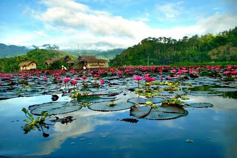 Lotus flowers in full bloom in Lake Sebu, South Cotabato Lake Sebu, Philippines Island, Seven Falls, Lotus Garden, Lotus Flowers, Tourist Spots, Cebu, Cool Places To Visit, Places Ive Been