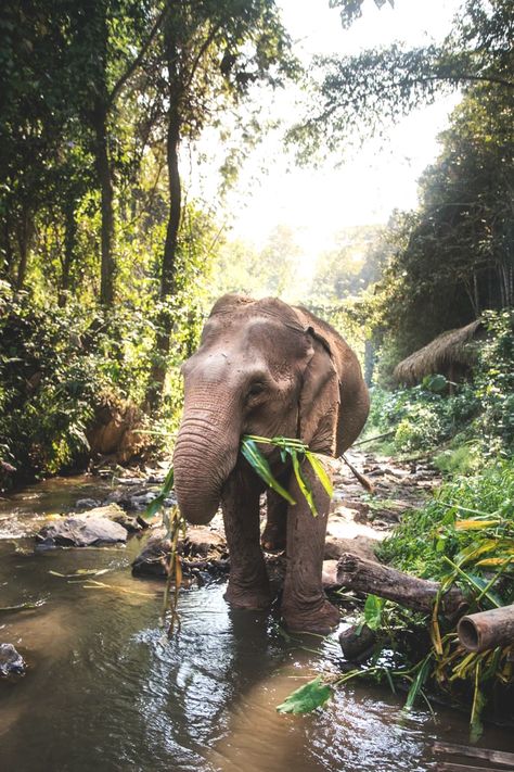 Mystical — Toto Elephant Sanctuary, Chiang Mai,... Bali Elephant, Chiang Mai Elephant, Elephant Photography, Thailand Elephants, Elephant Sanctuary, Africa Do Sul, Animal Sanctuary, African Elephant, An Elephant