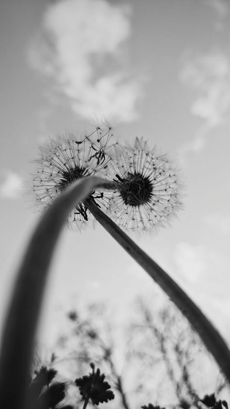 Black and White photo of dandelions again a clear sky Worms Eye View Photography, Worm's Eye View Photography, Birds Eye View Photography, Worm's Eye View, Worms Eye View, Gcse Photography, Photography Reference, Photography Graphics, Forced Perspective