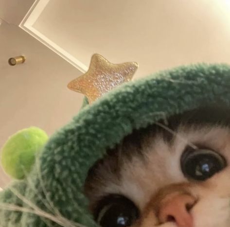 A Cat, Stars, Green