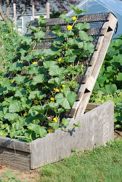 Melon trellis using palette by KGI.ORG, via Flickr Melon Trellis, Palette Garden, Diy Garden Trellis, Diy Trellis, Backyard Vegetable Gardens, Veg Garden, Pallet Garden, Pallets Garden, Home Vegetable Garden