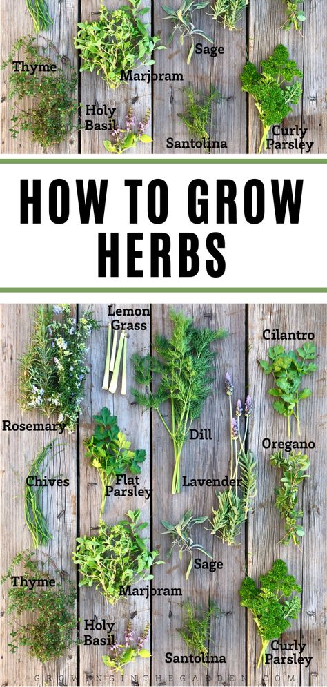 If you live in a hot climate, growing herbs may seem like a daunting task. Don’t worry, it’s possible! With the right knowledge, you can grow herbs that thrive in the heat. Not only will they add flavor to your meals, but they will also attract beneficial insects to your garden. In this blog post, I’ll share tips on how to plant, care for, and harvest perennial herbs in hot summer climates so that you can enjoy a bountiful herb garden year-round. Start A Herb Garden, Raised Garden Beds Herbs, Herb Garden Starter, Harvesting Herbs How To, Tea Herbs To Grow, Herb Planting Guide, How To Start An Herb Garden, Planting Herbs Outdoors, Diy Herb Garden Outdoor