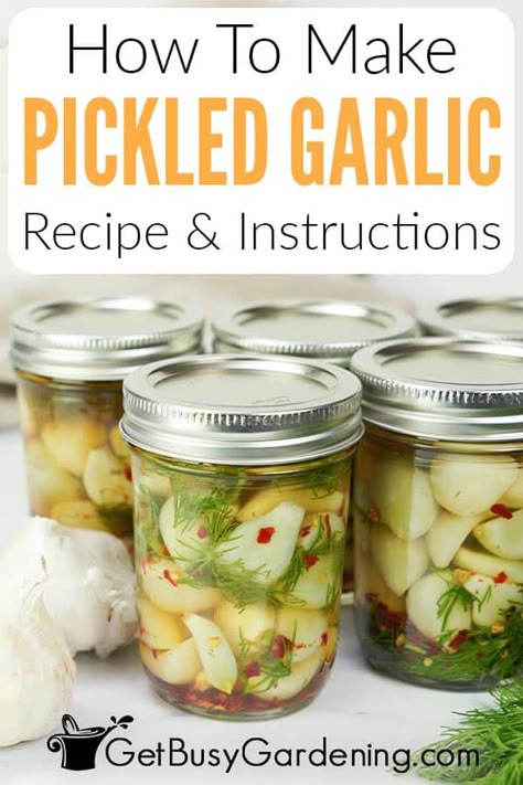 Best Pickled Garlic Recipe, Pickles Garlic Recipe, Picked Garlic Recipes, Easy Pickled Garlic, Pickled Garlic Uses, Quick Pickled Garlic, How To Pickle Garlic, Spicy Pickled Garlic Recipes, Pickled Garlic Recipes Canning