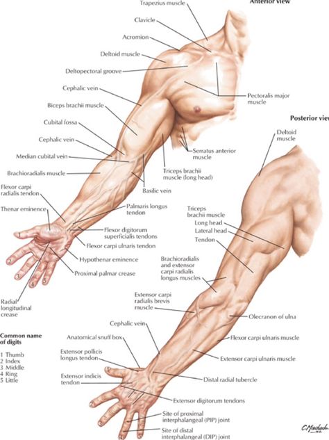 Surface anatomy of the arm - Netter 3d Arm Anatomy, Muscle Arm Anatomy, Arm Extended Reference, Arms Extended Reference, Bicep Anatomy, Anatomy Upper Limb, Arm Muscles Anatomy, Anatomy Landmarks, Forearm Anatomy