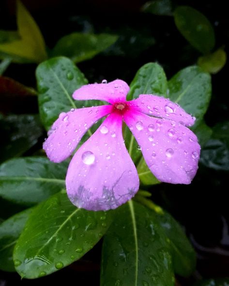 Nature Photography by Phone Micro Photography Flowers, Flower With Water Drops, Micro Photography, Dark Background Wallpaper, Couples Goals, Dark Background, Water Drops, Background Wallpaper, Small Flowers