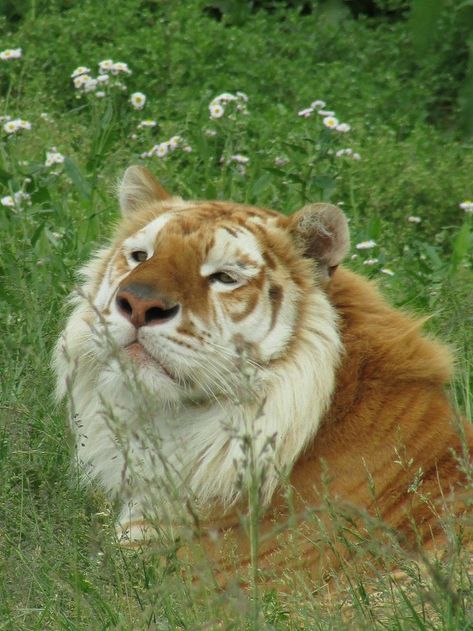 Pretty Animals, Silly Animals, A Tiger, Fluffy Animals, Cute Wild Animals, Cute Animal Photos, Arte Fantasy, Silly Cats, Cute Creatures