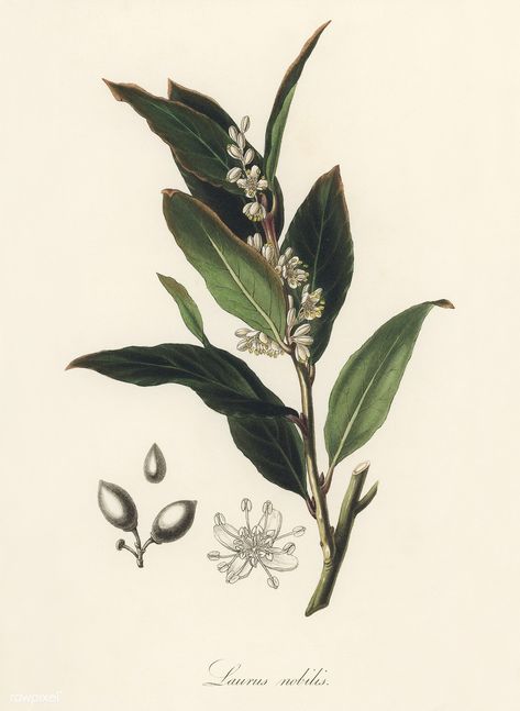 Bay laurel (Laurus nobilis) illustration from Medical Botany (1836) by John Stephenson and James Morss Churchill. | free image by rawpixel.com Bay Leaf Tattoo, Laurel Aesthetic, Laurel Plant, Illustration Botanique Vintage, Laurel Tree, Bay Laurel, Laurus Nobilis, Free Illustration Images, Illustration Botanique