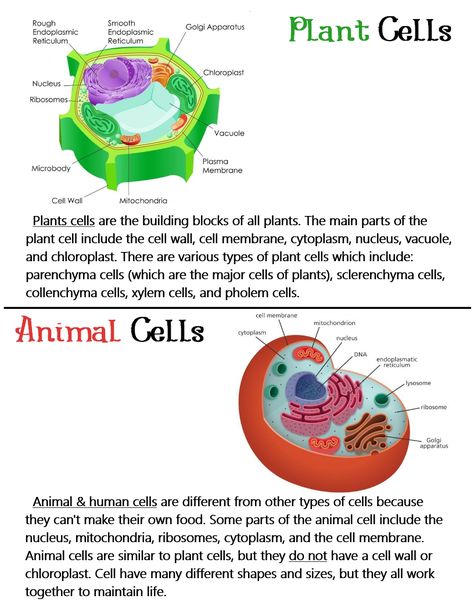 Plant & Animal Cells (Parts and Description) ~ Anchor Chart * Jungle Academy Parts Of Animal Cell, Animal Cell Labeled, Animal Cell Parts, Cell Biology Notes, Biochemistry Notes, Learn Biology, Animal Cells, Cell Parts, Biology Revision