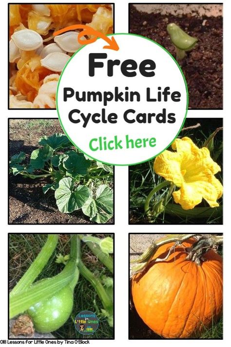 Pumpkin Lessons For Preschool, Life Cycle Of Pumpkin Preschool, Free Pumpkin Life Cycle Printable, Pumpkin Life Cycle Preschool Free, Life Cycle Of A Pumpkin Craft, Life Cycle Of A Pumpkin Preschool, Life Cycle Of A Pumpkin Free Printable, Pumpkin Day Kindergarten, Pumpkin Life Cycle Preschool