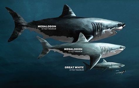 Carcharodon megalodon is the largest species of shark to ever exist and is ancestor to the great white shark! Living between 23 million years ago to becoming extinct 2.6 million years ago. It could grow up to 59 feet long and weighed up to 100 tons! Imagine a shark coming at you the size of a city bus! Finally its bite force was between 11 to 18 tons! Repost from @otakuxl #megladon #shark #sharks #science #insta Types Of Sharks, Species Of Sharks, Megalodon Shark, Prehistoric World, Shark Fishing, Extinct Animals, Prehistoric Creatures, Shark Week, White Sharks