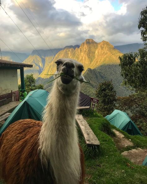 Who’s ready for the tea on Cusco? 🍵 One of The Rife Guide’s favorite cities for food, animals and outdoor activities. Tomorrow’s article features all the inspo you need before visiting the pearl of Peru! 🇵🇪 • Click the link in our bio to sign up for our weekly Tuesday articles. We promise they are as cool as Cusco! 😏 • www.therifeguide.com #therifeguide #cusco #peru #andesmountains #trekking #incatrail #machupicchu #llamas #wayout Peru Trip, Backpacking South America, Backpacking Asia, Inca Trails, Cusco Peru, Peru Travel, South America Travel, Travel South, Gap Year