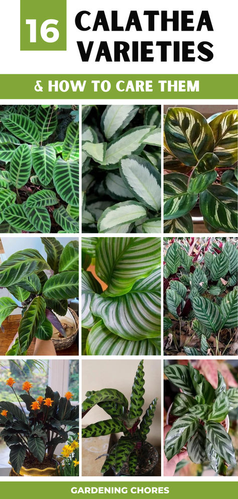 16 Stunning Calathea Varieties and How to Care For Them Pin Stripe Calathea, Vigoro Calathea, Maranta Plant Varieties, Types Of Calathea Plant, Calathea Plant Varieties, Indoor Planter Ideas, Calathea Plant Care, House Tree Plants, Calathea Varieties