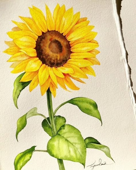 Sunflower Sketches, Sunflower Watercolor Painting, Sunflower Artwork, Sunflower Drawing, Flower Drawing Tutorials, Watercolor Projects, Watercolor Flower Art, Watercolor Painting Techniques, 수채화 그림