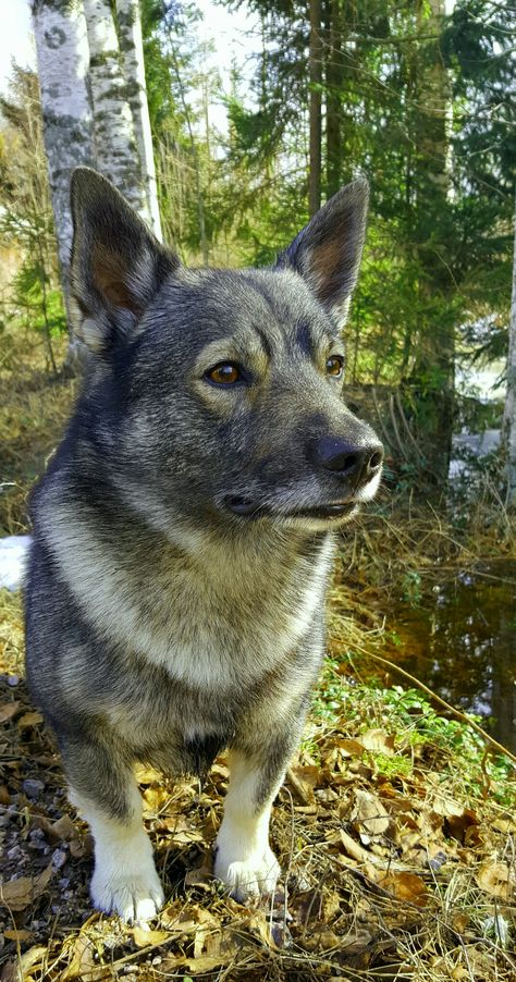 Swedish vallhund Lancashire Heeler, Swedish Vallhund, Herding Dogs, Awesome Things, Scandinavia, Dog Breeds, Dogs, Animals