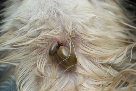 Signs your dog might have a tick bite: symptoms, treatments and prevention | Better Homes and Gardens Tick Bites Pictures, Tick Bites On Dogs, Tick Bite Symptoms, Wood Tick, Ticks On Dogs, Tick Bite, Tick Prevention, Dog Skin, Dog Barking