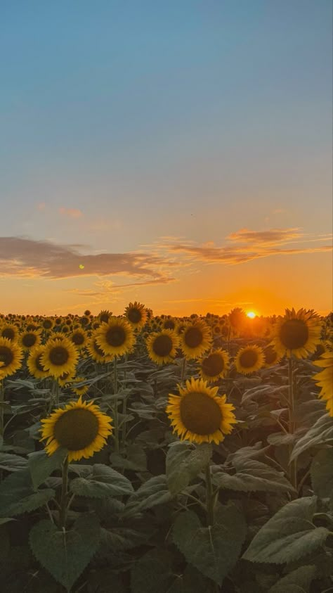 Sun Flowers Wallpaper, Sunflower And Tulips, Sunset Is My Favorite Color, Sun And Flowers, Wildflower Wallpaper, Nature 4k, Sunflower Photography, Sunflowers And Daisies, Flowery Wallpaper