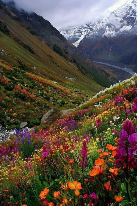 Uttarakhand Valley Of Flowers, Mountain Valley Aesthetic, Valley Of Flowers India, Valley Of Flowers Painting, India Himalayas, Himalayas India, Colorado Wildflowers, Mountains Aesthetic, Alpine Garden