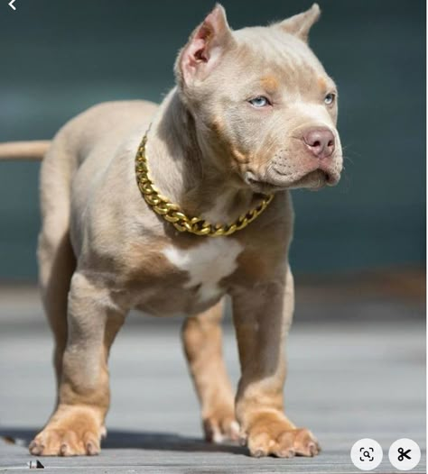 Pit Bulls Puppies, Buff Pitbulls, Cute Pit Bulls, Xl Bully Puppies, Pitties Dogs, Pit Bull Aesthetic, Xl Bully Pitbull, Pitbulls Black, Aesthetic Pitbull