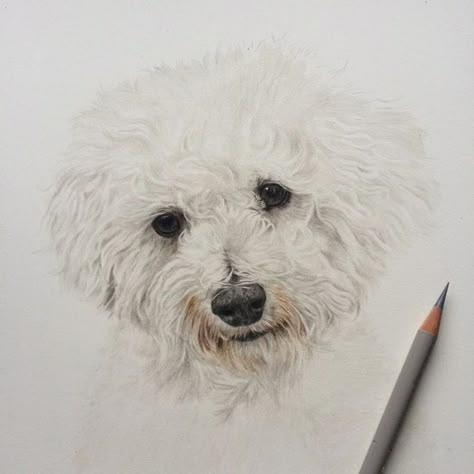 14 Colorful Bichon Frise Drawings Bichon Frise Drawing, Bichon Frise Art, Dog Pencil Drawing, Watercolor Dogs, Dog Portraits Painting, Dog Portraits Art, Bichon Frise Dogs, Dog Sketch, 강아지 그림