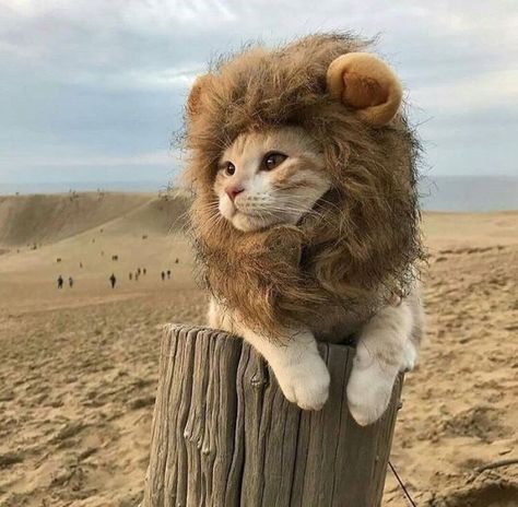 Call me Simba Cat Lion Costume, Halloween Costumes For Cats, Cats Funny Pictures, Costumes For Cats, Cute Animals Love, Cat Love Quotes, Animated Cat, Cats Tumblr, Lion Cat