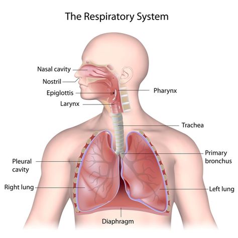 Anatomy & Physiology – Respiratory System A&P Overview - MBLEx Guide Respiratory System Anatomy, Human Body Bones, Interesting Health Facts, Human Respiratory System, Human Body Organs, Exam Guide, Human Anatomy And Physiology, Herbs For Health, Natural Pain Relief