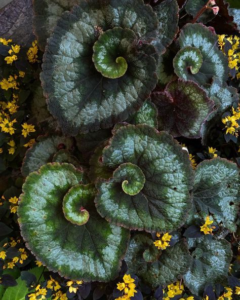 Curtis Steiner on Instagram: “Begonia Rex ‘Escargot’and lysimachia congestiflora ‘Midnight sun’ in my garden. #seattlesecretgarden #begonia #begoniarex ##escargotbegonia…” Escargot Plant, Escargot Begonia, Gothic Plants, Begonia Escargot, Rex Begonia, Shadow King, Goth Garden, Gothic Garden, Plant Tattoo