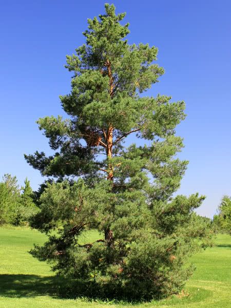 Scot Pine Tree, Scots Pine Tree, Christmas Tree Varieties, Windbreak Trees, Ivy Tree, Tree Meanings, Draw Trees, Scots Pine, Plant Palette