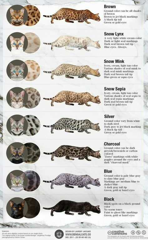 Silver Bengal Cat, White Bengal Cat, Bengal Cat Kitten, Ragdoll Kittens, Bengal Kitten, Söt Katt, Bengal Cats, Exotic Cats, Types Of Cats