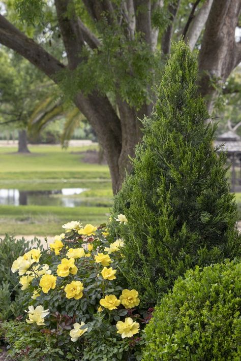 5 Fail-Proof Plant Combinations for a Gorgeous Front Yard | Grace N' Grit Yellow Shrub Rose shines when planted with just about anything because of its soft color and nonstop procession of blooms. Here, it beautifies a pairing of mounding Green Beauty Boxwood and upright Green Columnar Juniper. #gardening #gardenideas #realsimple #flowergarden #growingflowers Yellow Shrubs, Purple Salvia, Emerald Green Arborvitae, Ground Cover Roses, Monrovia Plants, Landscape Plants, Hydrangea Not Blooming, Shrub Roses, Pink Hydrangea