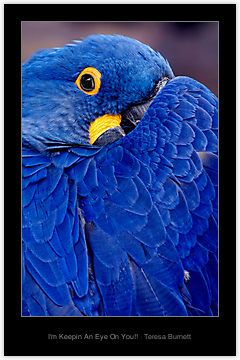 Exotic Birds, Feeling Blue, Pretty Birds, Colorful Birds, Big Blue, Wild Life, True Blue, Birds Of Paradise, Bird Watching